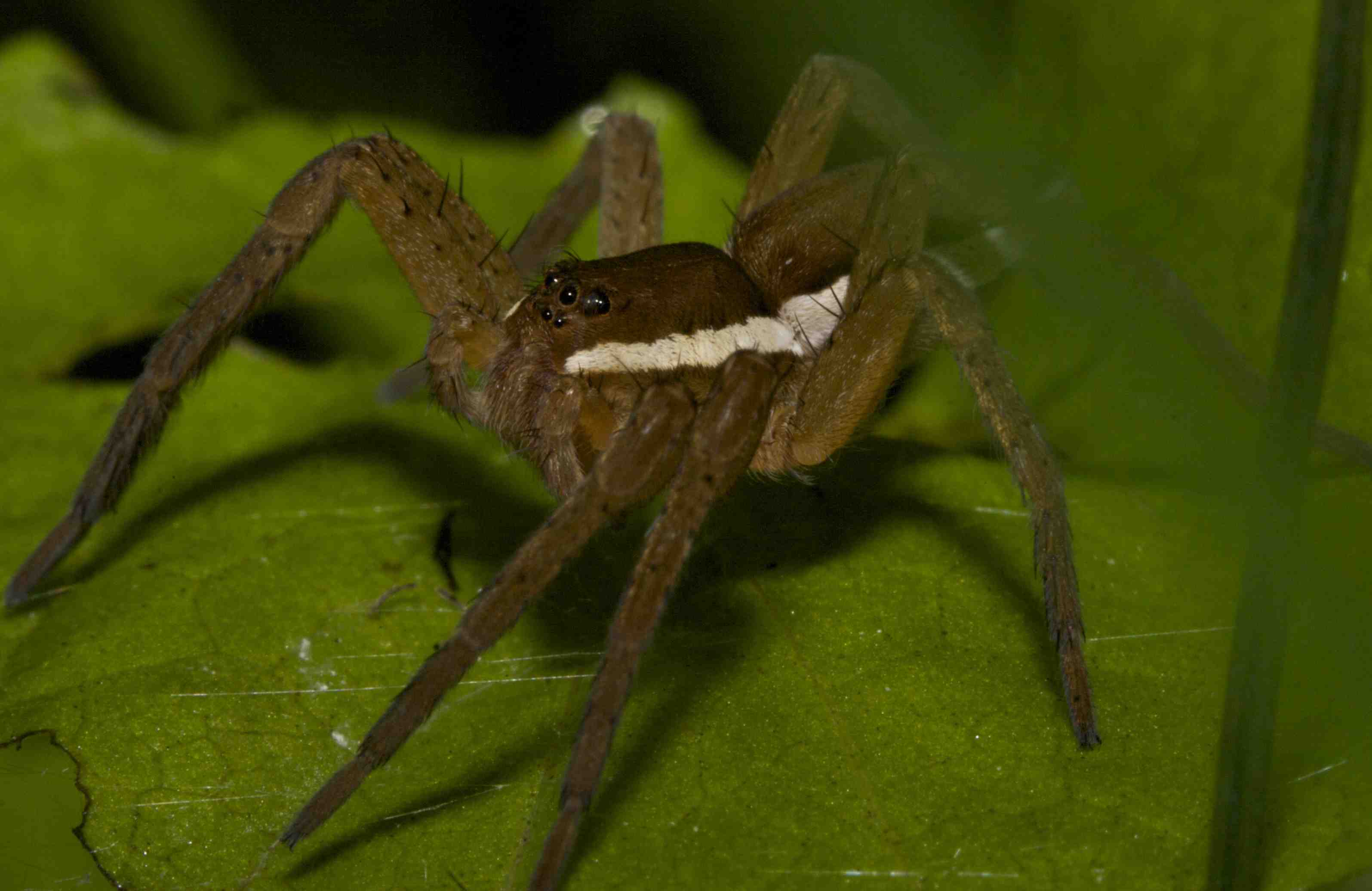 Dolomedes fimbriatus